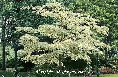 CORNUS controversa 'Variegata' | Arcangeli Gino - Vivai Azienda Agricola -  di Genovesi Giovanni