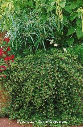 HEDERA helix 'Sagittifolia' | Arcangeli Gino - Vivai Azienda Agricola - di  Genovesi Giovanni