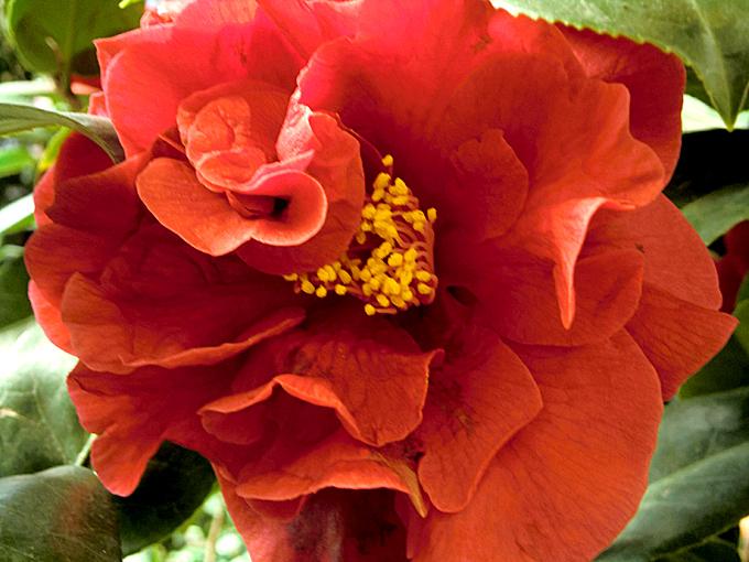 CAMELLIA japonica 'Dr. Burnside' Arcangeli Gino Vivai Azienda