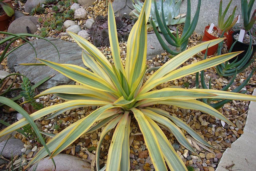 YUCCA recurvifolia 'Banana Split' ® | Arcangeli Gino - Vivai