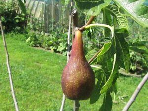 FICUS carica (Fig) 'Lungo del Portogallo' | Arcangeli Gino - Vivai
