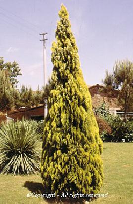 THUYA orientalis 'Pyramidalis Aurea' | Arcangeli Gino - Vivai Azienda  Agricola - di Genovesi Giovanni