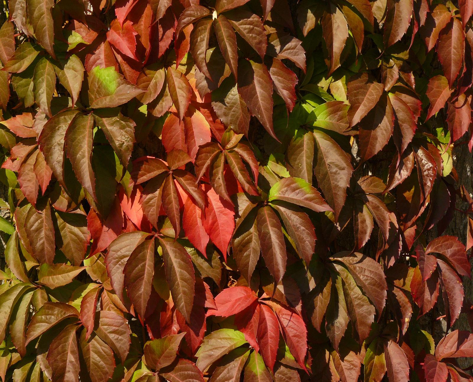 Set Di 3 Viti Americane 'Engelmannii' (Parthenocissus Quinquefolia) – Rampicante Rosso Autunnale A Crescita Veloce, In Vaso Da 1.5L, Resistente